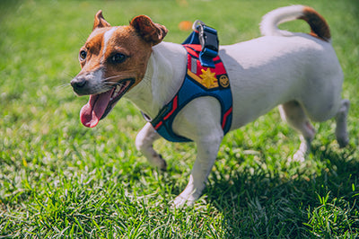 Choosing the Right Choice: Harness vs Collar