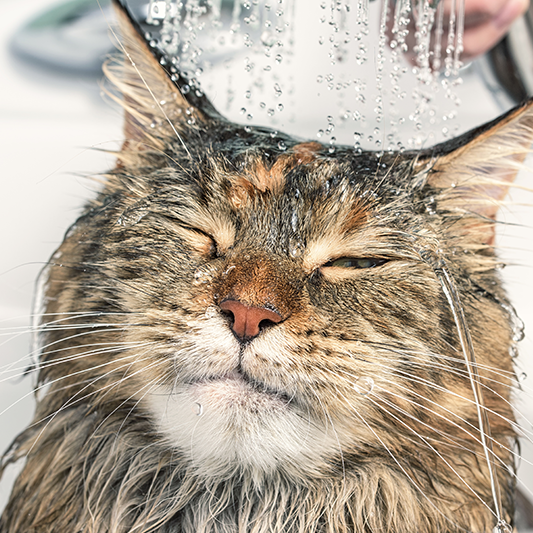 Cat Grooming The Vet Store