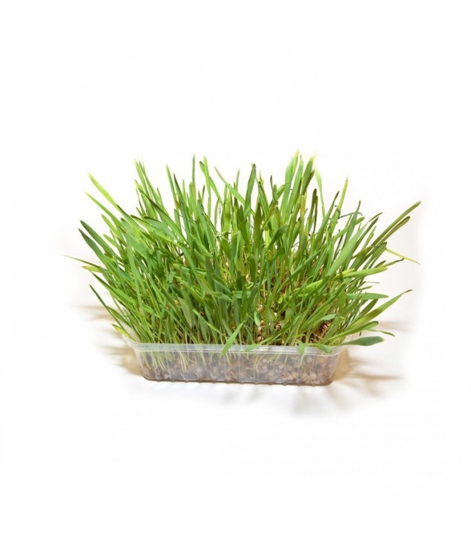 Duvo Cat Grass 100gm