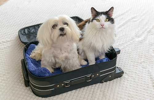 Planning A Holiday? Ensure Your Pet’s Safety While You’re Away
