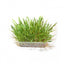 Duvo Cat Grass 100gm