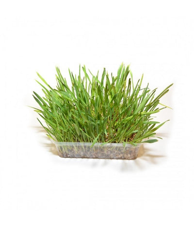 Duvo Cat Grass 100gm