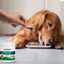 Advanced Dental Powder for Dogs 90g