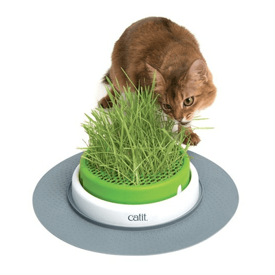 Grass Planter - My Cat and Co.