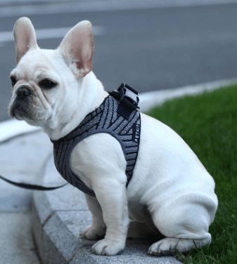 PETKIT Air Fly Harness - My Pooch and Co.