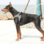 PETKIT Air Fly Harness - My Pooch and Co.