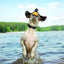 WEST PAW Boz Dog Ball - My Pooch and Co.